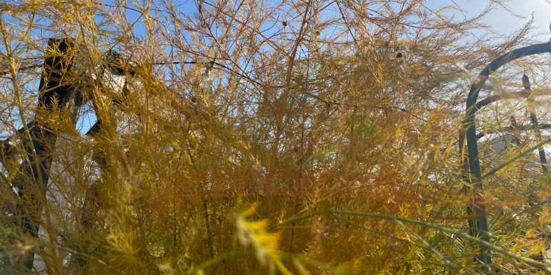 立茎をして収穫時期の終わった枯れたアスパラガス