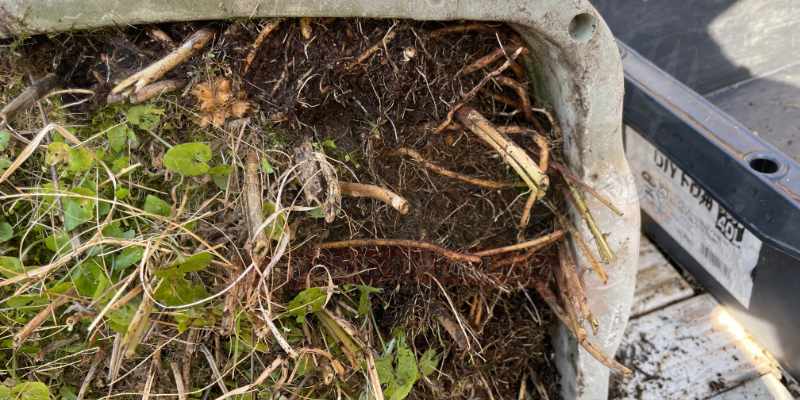 【実録】プランターのアスパラガス植え替え・株分け手順!猛烈な根詰まりを解消 プランターの端を掘ってみてもアスパラガスの根っこしか見当たらない写真