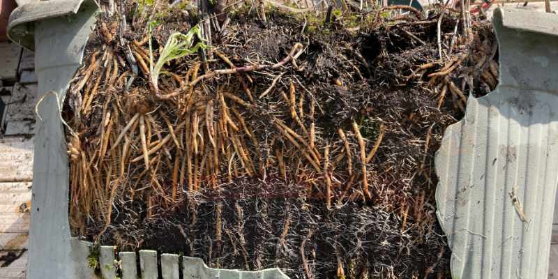 【実録】プランターのアスパラガス植え替え・株分け手順!猛烈な根詰まりを解消 抜けないのでプランターを割ってアスパラガスの根っこを取り出している様子