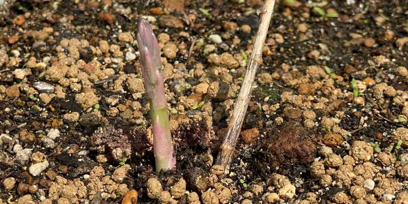 【実録】プランターのアスパラガス植え替え・株分け手順!猛烈な根詰まりを解消 アスパラガスの株分け後、芽生え第一号