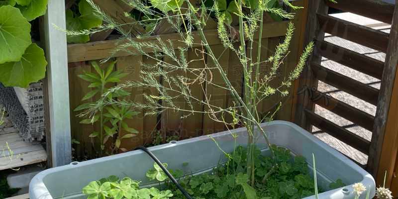 【実録】プランターのアスパラガス植え替え・株分け手順!猛烈な根詰まりを解消 株分け後の芽生え第一号を収穫せずそのまま伸ばしている様子