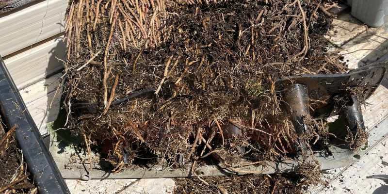 【実録】プランターのアスパラガス植え替え・株分け手順!猛烈な根詰まりを解消 給水スペースにまで根詰まりを起こしている状態