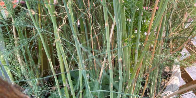 細いので切らずにそのまま伸ばしているアスパラの芽