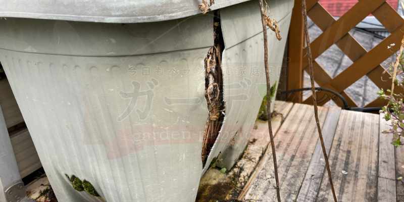 アスパラが根詰まりを起こしてプランターが割れている様子