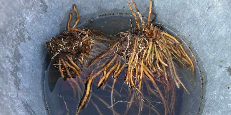 【実録】プランターのアスパラガス植え替え・株分け手順!猛烈な根詰まりを解消 株分けをして水に浸かっているアスパラガスの様子