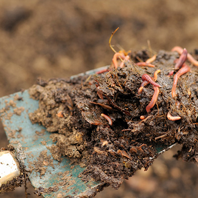 コンポストの種類を家庭菜園初心者向けに解説。設置場所別の特徴や選び方、プランター栽培に向いているコンポストをわかりやすく紹介します。 ミミズ堆肥(バーミコンポスト)