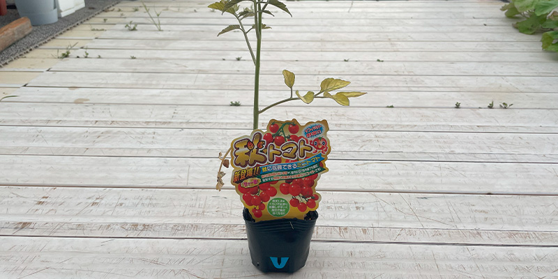 ホームセンターの「秋トマト」は放任で育つ?10月定植からのリアルな栽培結果と失敗談 ホームセンターで見つけて購入してきたトマトの苗