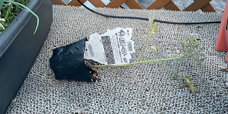 ホームセンターの「秋トマト」は放任で育つ?10月定植からのリアルな栽培結果と失敗談 トマトの苗を定植する前に横に倒しで斜めに伸ばそうとしているところ