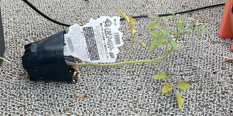 ホームセンターの「秋トマト」は放任で育つ?10月定植からのリアルな栽培結果と失敗談 狙い通り斜めに伸びてくれたトマトの苗