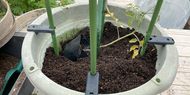 ホームセンターの「秋トマト」は放任で育つ?10月定植からのリアルな栽培結果と失敗談 トマトの苗を定植までに向きを確認している様子