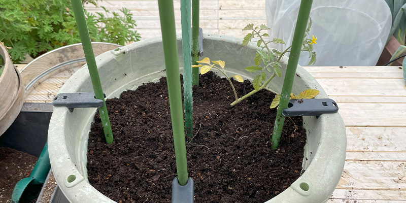 ホームセンターの「秋トマト」は放任で育つ?10月定植からのリアルな栽培結果と失敗談 通常よりも深く斜めに定植したトマトの苗