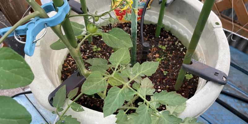 ホームセンターの「秋トマト」は放任で育つ?10月定植からのリアルな栽培結果と失敗談 定植から27日後のミニトマトの様子