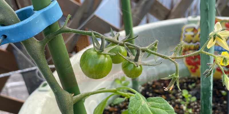 ホームセンターの「秋トマト」は放任で育つ?10月定植からのリアルな栽培結果と失敗談 鈴なりに実がつきだしたミニトマト