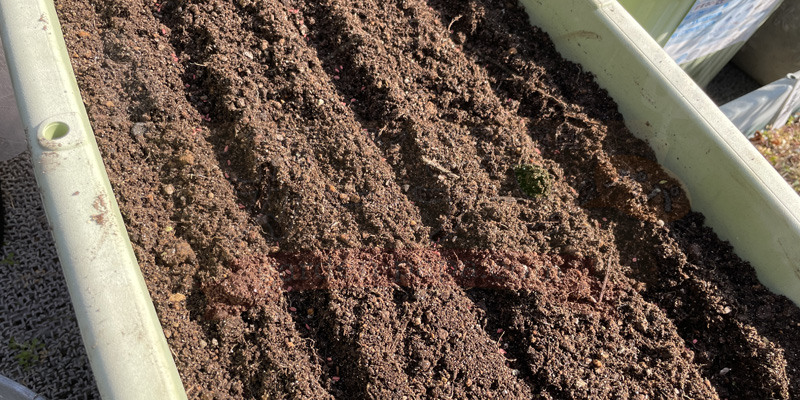 ベビーキャロットの種まき直後