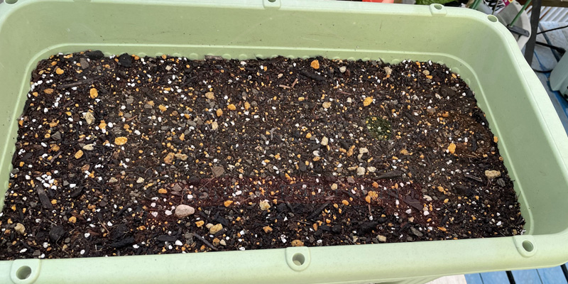 ベビーキャロットの種をまいた直後の様子。水もしっかりとあげています。