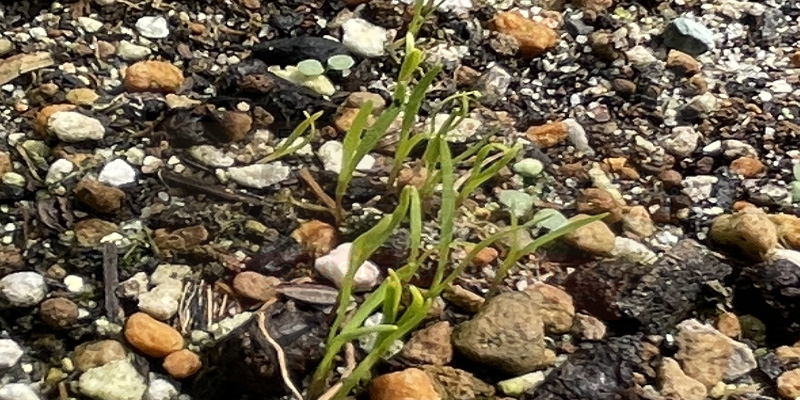 ベビーキャロットの発芽直後