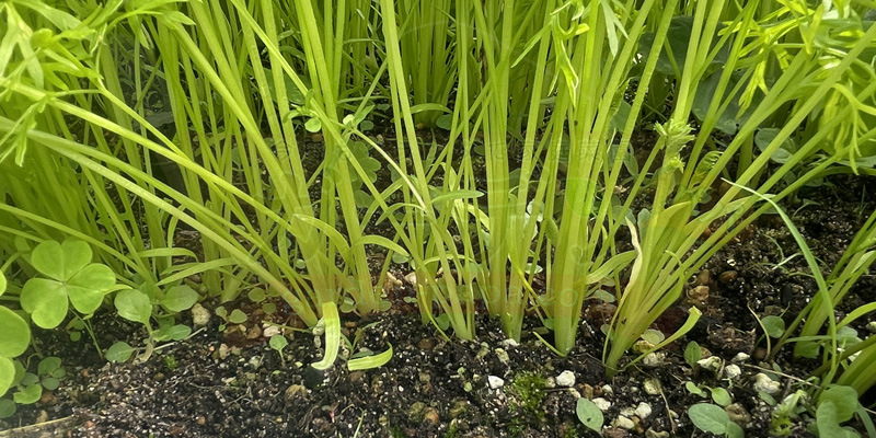 密集して生えているベビーキャロット