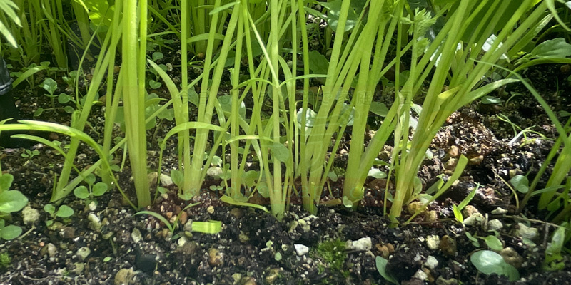 少しだけ間引きをした状態