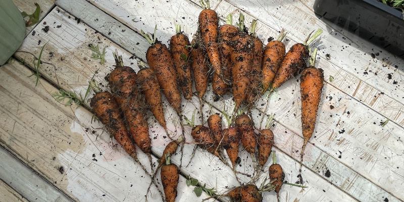 サイズがバラバラだが、大量に収穫できたベビーキャロット