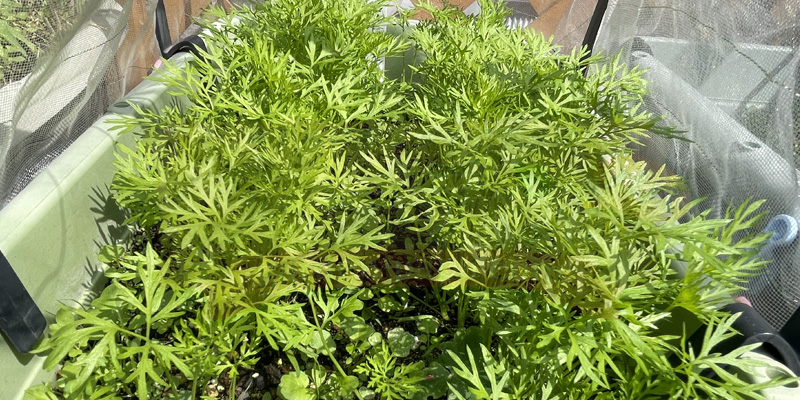 ニンジンの葉が正常な状態