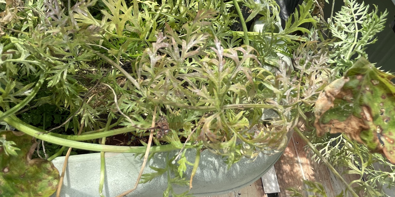 ニンジン栽培中、葉が黄色くなったあと枯れてしまった様子