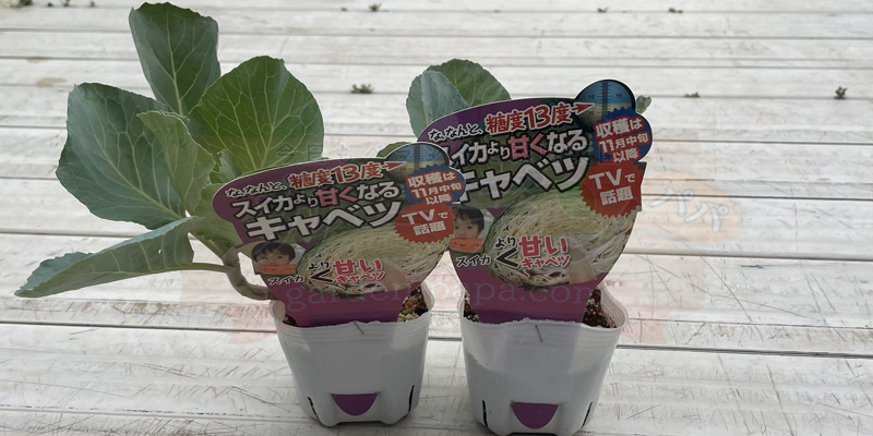 プランターキャベツの育て方|初心者には害虫が少ない「10月秋植え」の苗がおすすめ! キャベツの苗がポットに入って2つ並んでいる様子