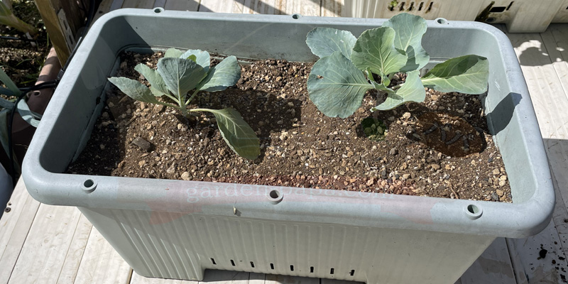 プランターキャベツの育て方|初心者には害虫が少ない「10月秋植え」の苗がおすすめ! プランターに定植したキャベツの苗の様子
