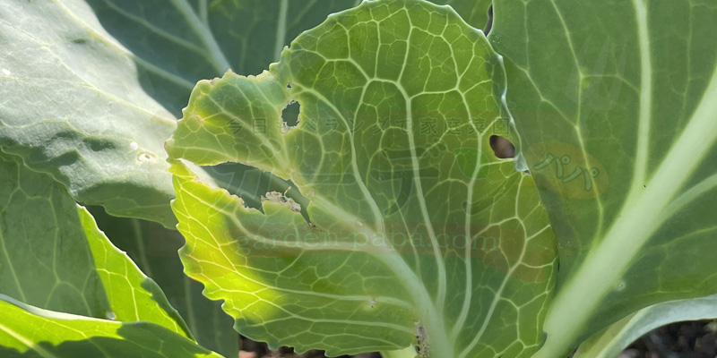 プランターキャベツの育て方|初心者には害虫が少ない「10月秋植え」の苗がおすすめ! 青虫の食害にあったキャベツの葉の様子