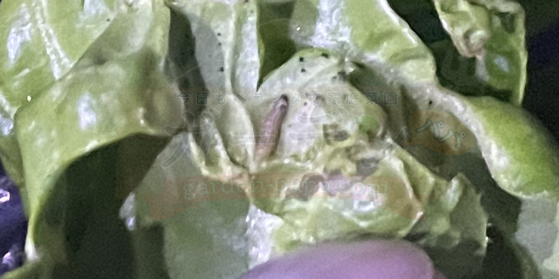 プランターキャベツの育て方|初心者には害虫が少ない「10月秋植え」の苗がおすすめ! プランター栽培中のキャベツの葉を食べている青虫の様子