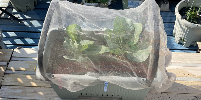プランターキャベツの育て方|初心者には害虫が少ない「10月秋植え」の苗がおすすめ! キャベツが青虫による食害を受けたので防虫ネットで対策