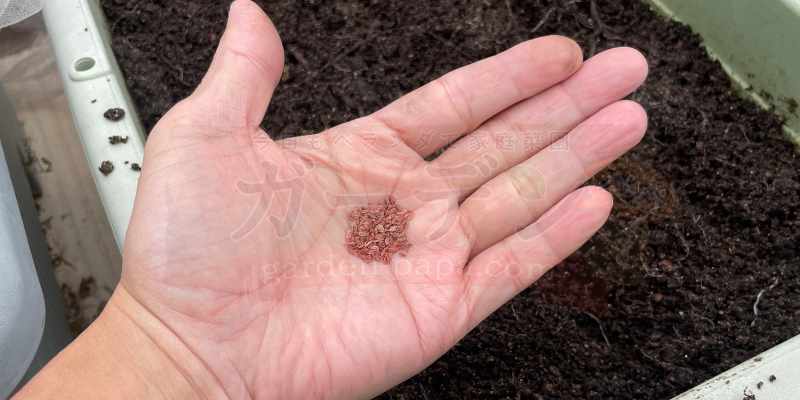 ダイソーの三寸ニンジンの種を手のひらに乗せている様子