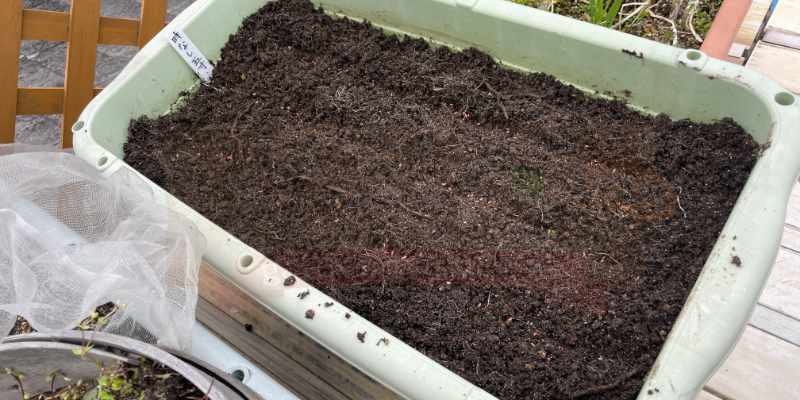 ダイソーの時無し三寸ニンジンの種をプランターに筋蒔きした様子