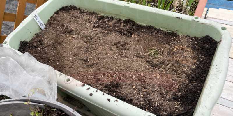 種まき後に乾いた土を薄くかぶせている様子