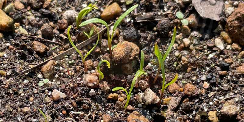 発芽した三寸ニンジンのアップ写真