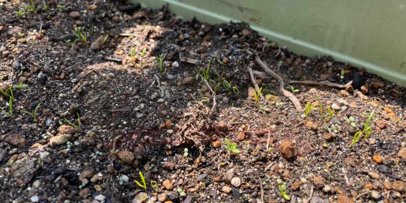 ダイソーで買った三寸ニンジンの種が発芽した様子