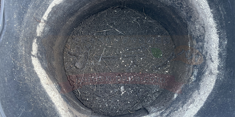 コンポストの底に入れた土の様子