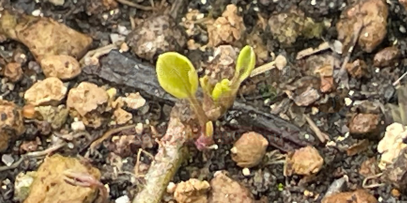 プランターでできるセロリの育て方|種まきから収穫までの完全ガイド&栽培日記 ポットで発芽したセロリの芽