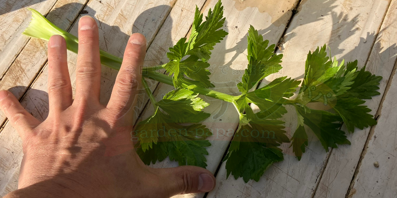 プランターでできるセロリの育て方|種まきから収穫までの完全ガイド&栽培日記 セロリを収穫後に手のひらと大きさを比べている様子