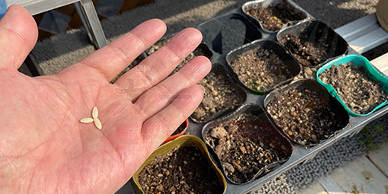 きゅうりの育て方|プランター栽培で失敗しないコツと支柱・ネットの立て方 きゅうりの種をポットにまこうとしている様子