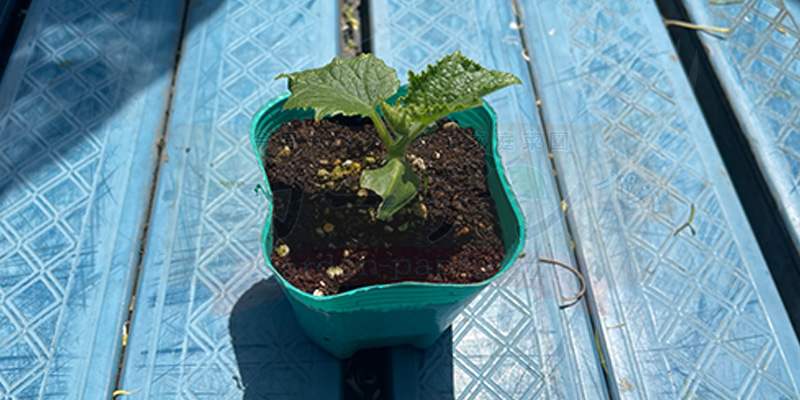 きゅうりの育て方|プランター栽培で失敗しないコツと支柱・ネットの立て方 きゅうりの種をポットにまいた分が定植サイズまで大きくなった様子