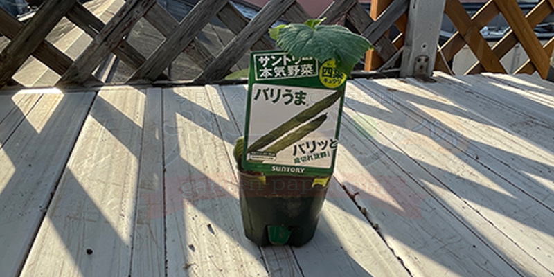 きゅうりの育て方|プランター栽培で失敗しないコツと支柱・ネットの立て方 サントリー本機野菜のバリうまというきゅうりの苗をホームセンターで購入してきました。