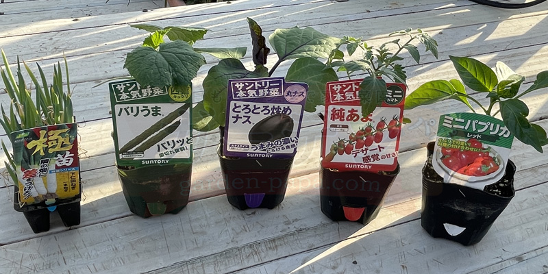 きゅうりの育て方|プランター栽培で失敗しないコツと支柱・ネットの立て方 きゅうり、下仁田ネギ、ナス、ミニトマト、パプリカの苗をホームセンターで購入