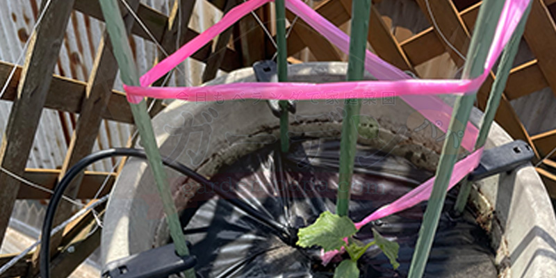 きゅうりの育て方|プランター栽培で失敗しないコツと支柱・ネットの立て方 きゅうりを誘引するために丸型プランターに差した支柱周りにナイロン紐を巻いている様子