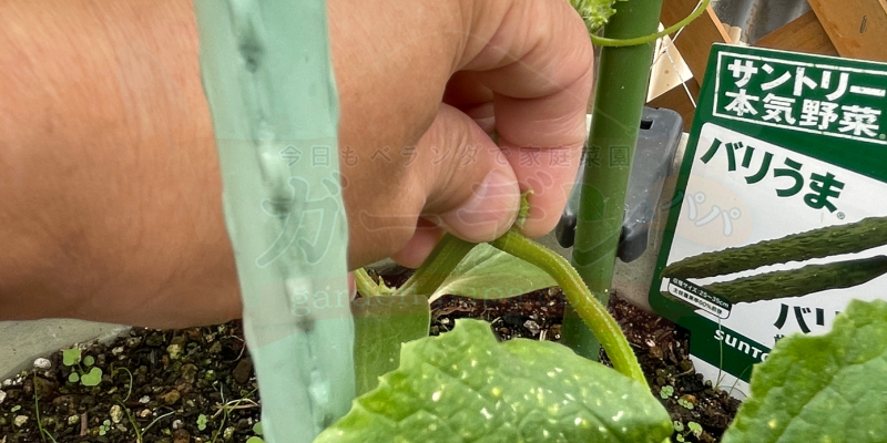きゅうりの育て方|プランター栽培で失敗しないコツと支柱・ネットの立て方 きゅうりの脇芽を指でつまんで脇芽かきをしている様子