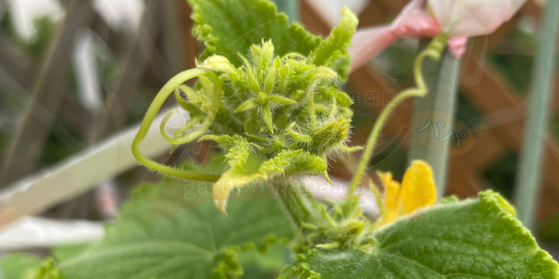 きゅうりの育て方|プランター栽培で失敗しないコツと支柱・ネットの立て方 20節目の上にあるきゅうりの花のつぼみ。この成長点を摘芯していくところ