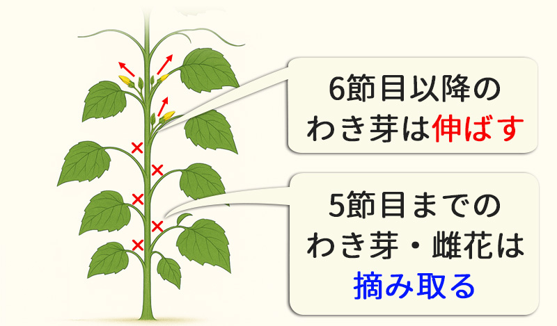 きゅうりの育て方|プランター栽培で失敗しないコツと支柱・ネットの立て方 きゅうりの脇芽かきを図にして説明している様子