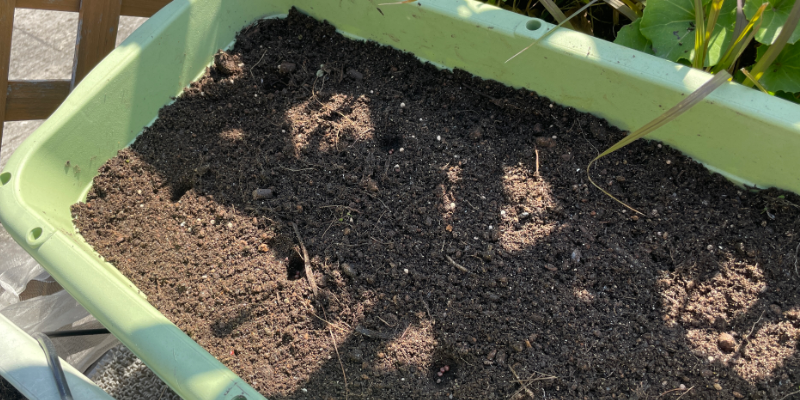 【春大根】プランター栽培のコツ|トウ立ちを防いで成功させる完全ガイド&2026年栽培記録 春大根の種まきの様子。プランターに3粒ずつまいた状態