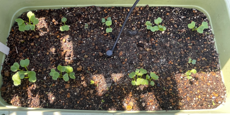 【春大根】プランター栽培のコツ|トウ立ちを防いで成功させる完全ガイド&2026年栽培記録 春大根の種をまいてから8日目に発芽