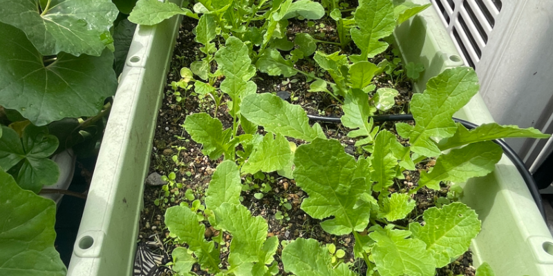 【春大根】プランター栽培のコツ|トウ立ちを防いで成功させる完全ガイド&2026年栽培記録 春大根の葉が大きくなってきたところ