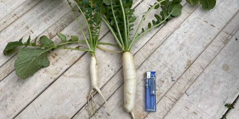 【春大根】プランター栽培のコツ|トウ立ちを防いで成功させる完全ガイド&2026年栽培記録 収穫した春大根を100円ライターと並べて大きさ比較